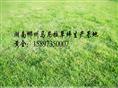 供应重庆结缕草=重庆细叶结缕草价格=沟叶结缕草基地 