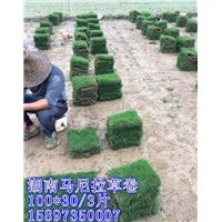 【云南马尼拉草皮】【云南马尼拉草皮】价格 