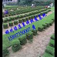 湖南郴州草皮【郴州草皮】价格 