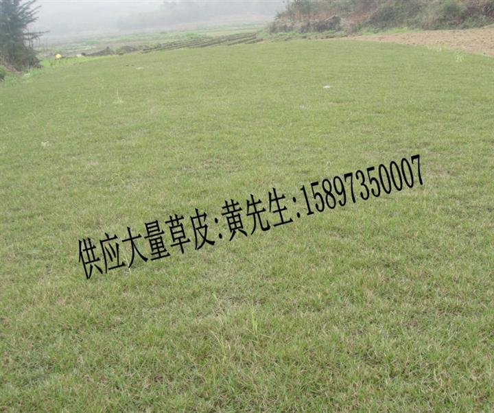 25*25*10/马尼拉草皮上车价 
