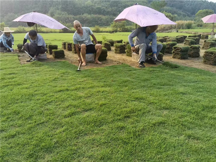 湖南马尼拉草皮