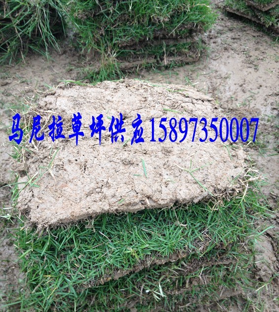 江西草皮价格~江西草皮价格~江西草皮价格 