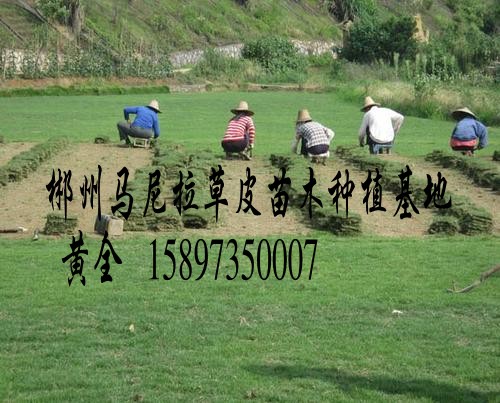 (马尼拉草皮)大量供应(马尼拉草坪)基地 