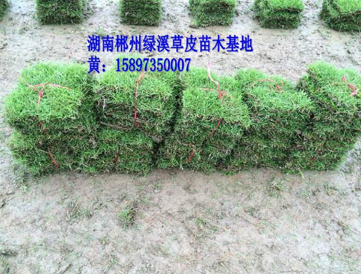 湖南马尼拉草皮 