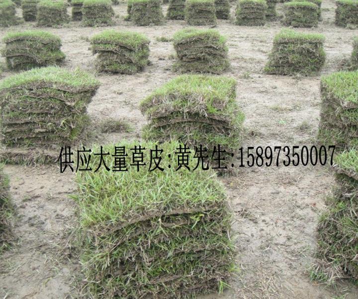 湖南(马尼拉草) 湖南草皮+马尼拉草价格 