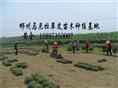 贵州马尼拉草皮=贵州绿化草皮=贵州马尼拉草皮价格 