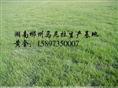 广东草坪价格 