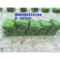 武汉马尼拉草坪 