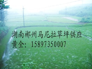 马尼拉草坪/湖南马尼拉草坪/（马尼拉草皮价格/郴州马尼拉草皮） 