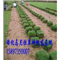 福建草皮~福建草皮价格~供应福建草皮 