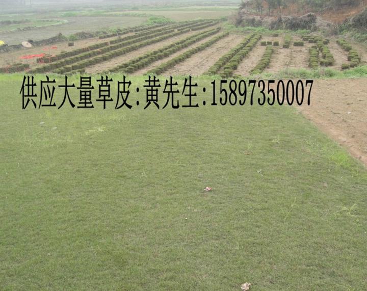 江西马尼拉草坪 