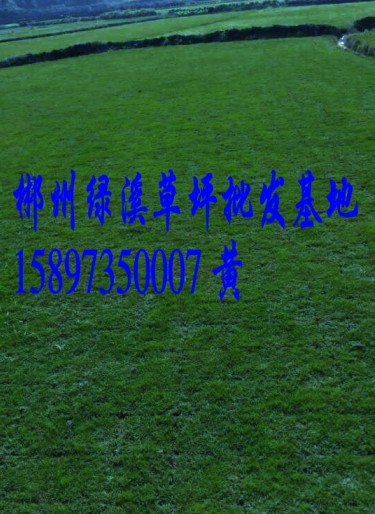 广西马尼拉草皮~广西草皮~绿化广西草皮 