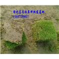 衡阳草皮-衡阳草皮价格【湖南衡阳草坪】 