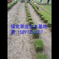 广西马尼拉草坪 