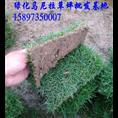 广东玉龙草价格【广东玉龙草】 
