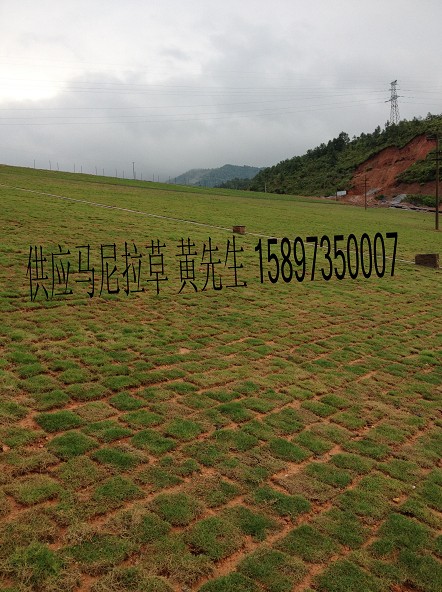 2重庆草坪~重庆马尼拉草坪~绿化重庆草坪 