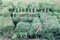 鹰潭草皮现在价格=鹰潭草坪 