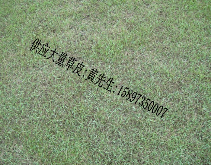 采购绿化草皮网(郴州绿化草坪)湖南绿化草皮基地 