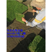 重庆草卷价格 重庆绿化草卷 重庆马尼拉草卷 