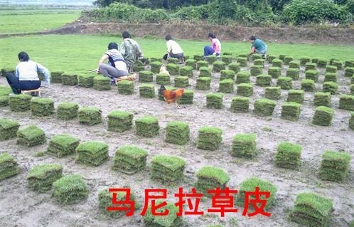 马尼拉草皮=优质马尼拉草皮=湖南马尼拉草皮描述=郴州马尼拉草皮价格 