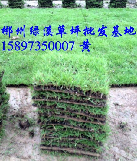 马尼拉草皮修剪有哪些注意事项 