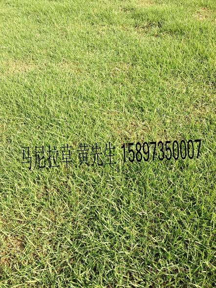 ＼＼＼江西马尼拉草皮↑◇■江西马尼拉草皮价格＠＠＠专业供应江西草坪 