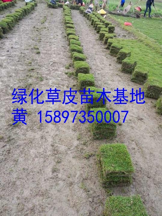 马尼拉草坪规格 