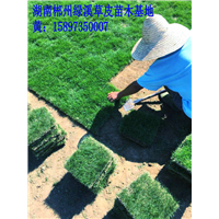 贵州贵阳草皮 贵阳草坪价格 