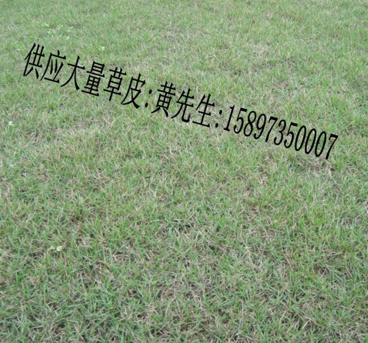 （草皮）（草皮价格）（草皮行情）（供应草皮）（草皮图片） 