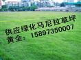 湖南绿化草坪，广东绿化草坪，贵州绿化草坪，四川绿化草坪，江西绿化草皮 