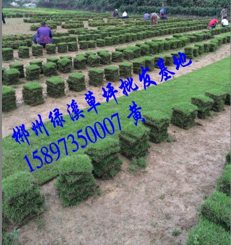 郴州绿化草坪/草皮厂家 