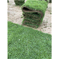 郴州马尼拉草坪 