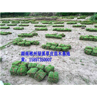 湖北草皮种植基地  草皮批发 