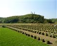 结缕草=结缕草价格=批发结缕草基地=结缕草图片 