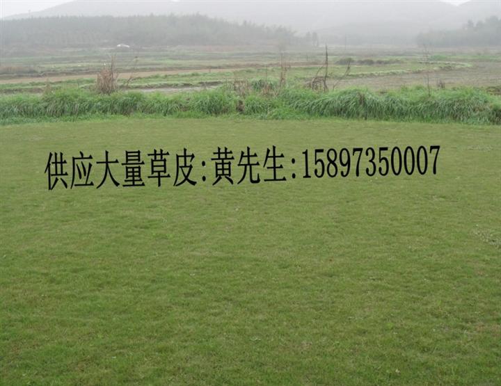 重庆马尼拉草=湖南马尼拉草=广东马尼拉草=贵州马尼拉草-价格 