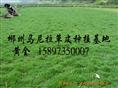马尼拉草皮价格（绿化）马尼拉草坪 