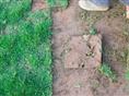 (2.3/平米)马尼拉草坪=马尼拉草皮=批发 