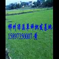 优质马尼拉草皮批发 
