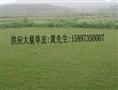 重庆马尼拉草=湖南马尼拉草=广东马尼拉草=贵州马尼拉草-价格 