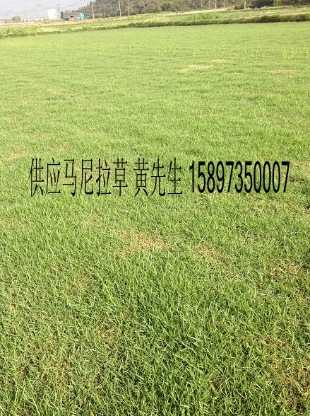 马尼拉草坪大小~优质马尼拉草坪 