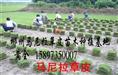 广东马尼拉草皮（广东马尼拉草皮图 广东马尼拉草皮价格） 