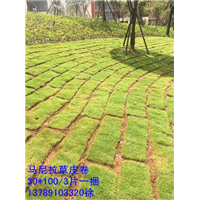 广西草卷 广西马尼拉草卷价格 