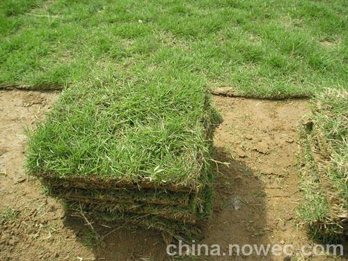 草皮/草皮=草皮价格+（草皮行情）草坪基地—郴州草皮 