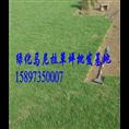 云南玉龙草价格【云南玉龙草】 