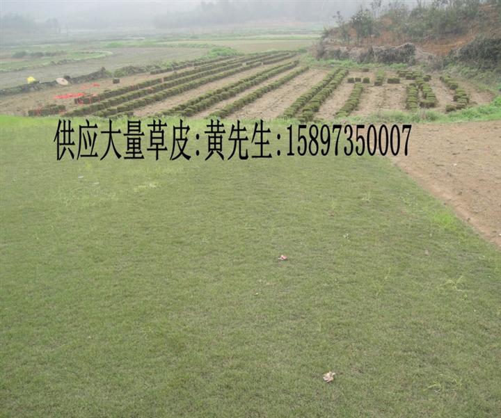 衡阳草皮~~衡阳马尼拉草~~衡阳草坪价格~湖南衡阳草皮 