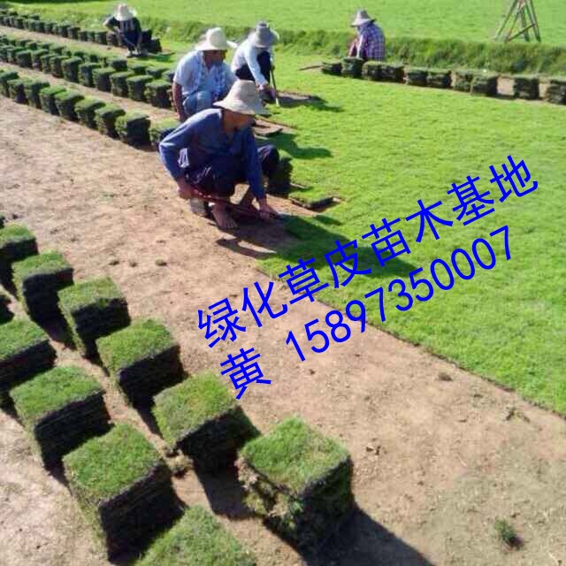 2015**绿化草坪 