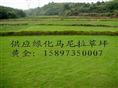 广东马尼拉草坪——广州马尼拉草皮 