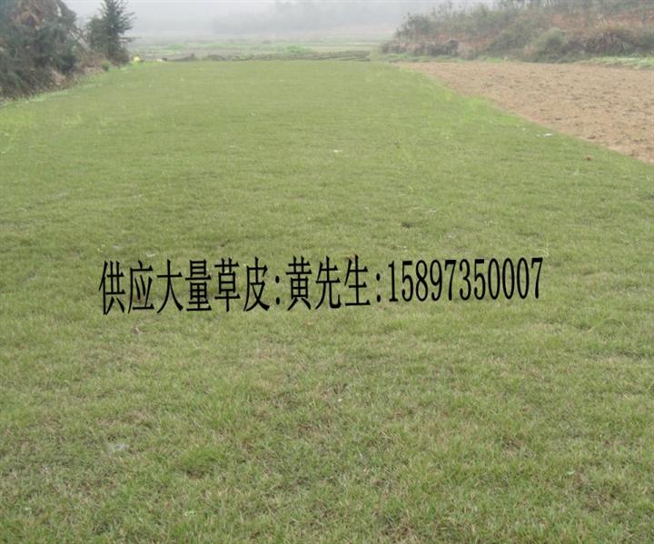福建马尼拉草皮 福建马尼拉草坪 