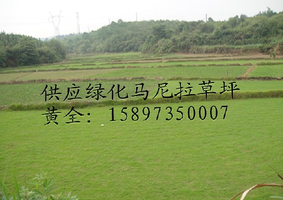 湖南郴州马尼拉草坪—马尼拉草坪价格及图 