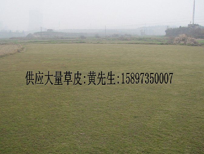 供应绿化马尼拉草=马尼拉草坪厂家=马尼拉草皮价格 